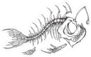 Angler Fish Skeleton Sticker