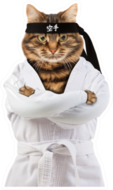Angry Cat Is Wearing A Kimono Karate Sticker