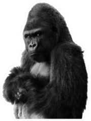 Angry Isolated Gorilla Sticker