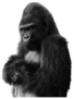 Angry Isolated Gorilla Sticker