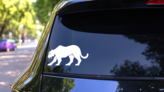 Angry Panther Sticker on a Rear Car Window (New) example