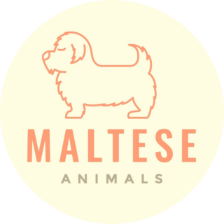 Animal Maltese Sticker