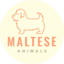 Animal Maltese Sticker