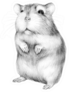Animal Sketch Cute Little Hamster Standing Sticker