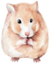 Animal Sketch Cute Little Red Round Hamster Sticker