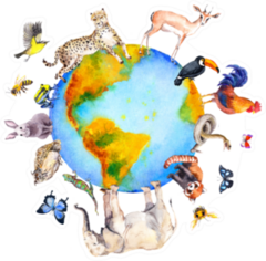 Animals Around And On The World