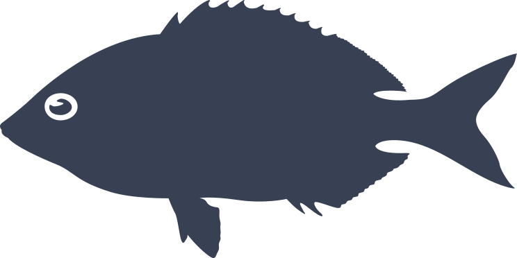 Annular Sea Bream Fish Sticker