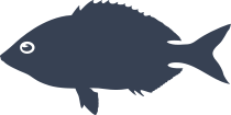 Annular Sea Bream Fish Sticker