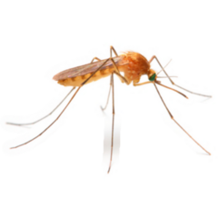 Anopheles Mosquito, Dangerous Vehicle Of Zika Sticker