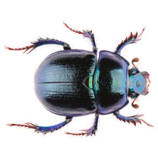 Anoplotrupes Stercorosus Dor Beetle Sticker