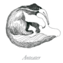 Anteater Engraving Style Sticker