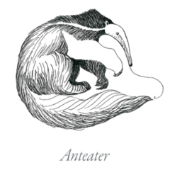 Anteater Engraving Style Sticker