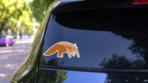 Anteater In Glasses Sticker on a Rear Car Window (New) example