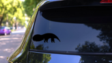 Anteater Silhouette Sticker on a Rear Car Window (New) example