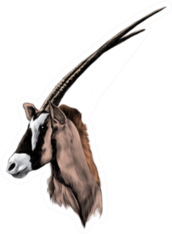 Antelope Head Profile Looking To The Side In Color Sticker