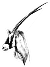 Antelope Head Profile Looking To The Side Ink Sketch Sticker