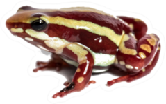 Anthonys Poison Arrow Frog Sticker