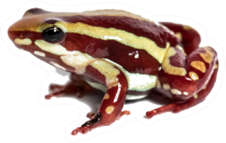 Anthonys Poison Arrow Frog Sticker