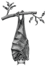 Antique Bat Hand Draw Sticker