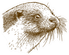 Antique Drawing Illustration Of Otter Head Sticker