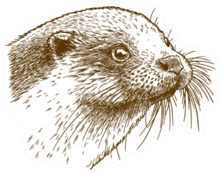 Antique Drawing Illustration Of Otter Head Sticker