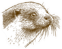 Antique Drawing Illustration Of Otter Head Sticker