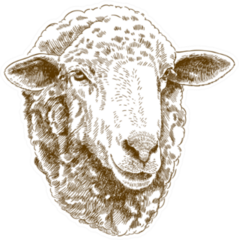 Antique Drawing Illustration Of Sheep Head Sticker