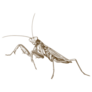 Antique Engraving Drawing Of Praying Mantis Sticker