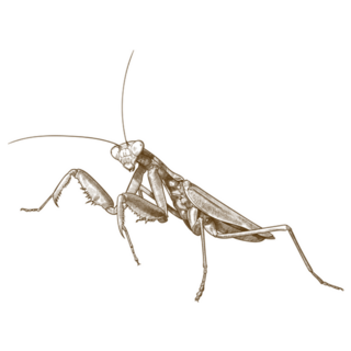 Antique Engraving Drawing Of Praying Mantis Sticker