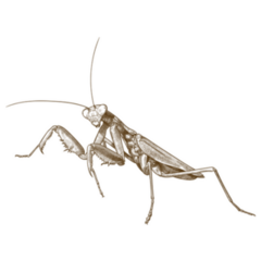 Antique Engraving Drawing Of Praying Mantis Sticker