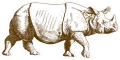 Antique Engraving Drawing Of Rhino Sticker