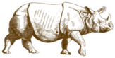 Antique Engraving Drawing Of Rhino Sticker