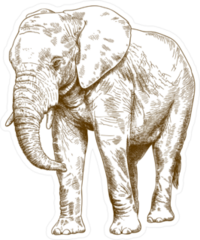 Antique Engraving Elephant Sticker