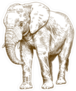Antique Engraving Elephant Sticker