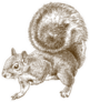 Antique Engraving Illustration Of Eastern Gray Squirrel Sticker