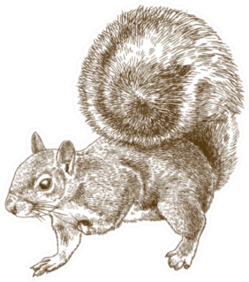 Antique Engraving Illustration Of Eastern Gray Squirrel Sticker