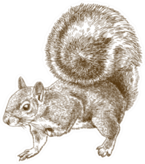 Antique Engraving Illustration Of Eastern Gray Squirrel Sticker