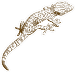 Antique Engraving Illustration Of Gecko Sticker