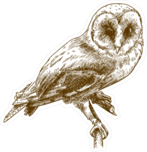 Antique Engraving of Barn Owl Sticker