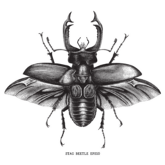 Antique Insect Stag Beetle Bug Illustration Sticker