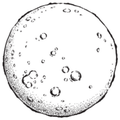 Antique Style Hand Drawn Full Moon Sticker