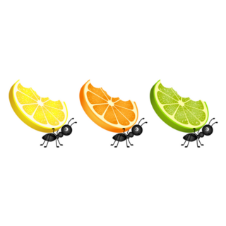 Ants Carrying Citrus Fruit Slices Sticker