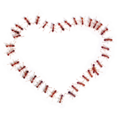 Ants In Shape Of Heart Sticker