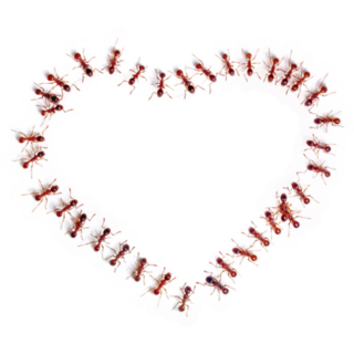 Ants In Shape Of Heart Sticker