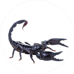 Approaching Emperor Scorpion Sticker