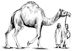 Arab Man Standing With A Camel, Hand Drawn Sticker
