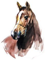 Arabian Horse - Painting Sticker