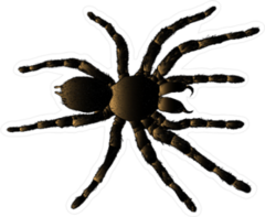 Arachnid Spider Tarantula Sticker