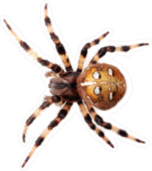 Araneus Diadematus Spider Sticker