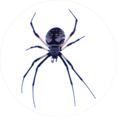 Argiope Aurantia Spider Sticker